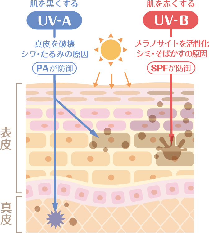 UVの説明図